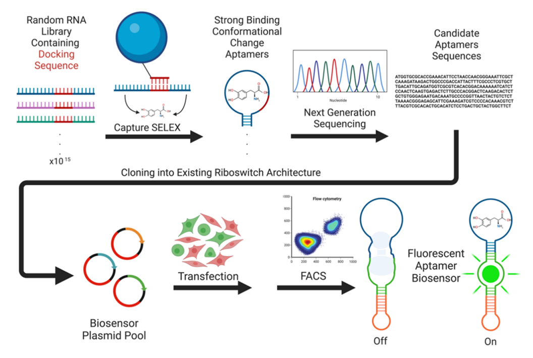 Overall workflow for biosensor fabrication. Schematic depicts the sequential steps of capture-SELEX, next-generation sequencing to identify candidate aptamers, and the assessment of these aptamers as L-dopa biosensors in a fluorescent construct. Schematic created with BioRender.