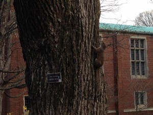 Squirrel on elm tree
