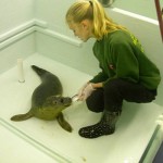 Emma Steigerwald and a seal
