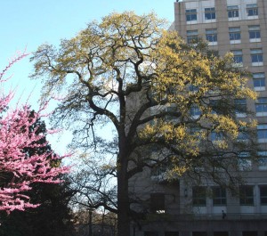 Giant southern red oak by MRB III