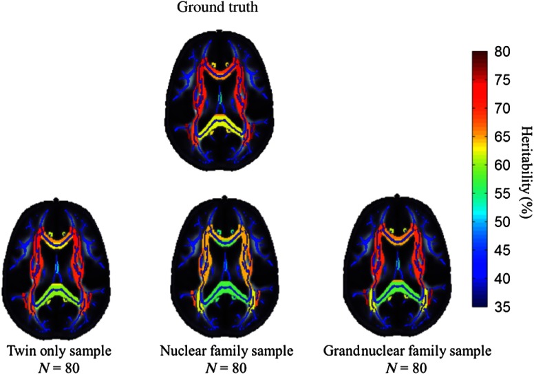 Results from the application analysis. Heritability estimates from the twin, nuclear, and grandnuclear families of 80 subjects overlayed on the ENIGMA-DTI fractional anisotropy template and skeleton. The color scale reflects the heritability estimate, with warmer colors suggesting greater heritability. The ground truth heritabilities were derived from the previous literature.