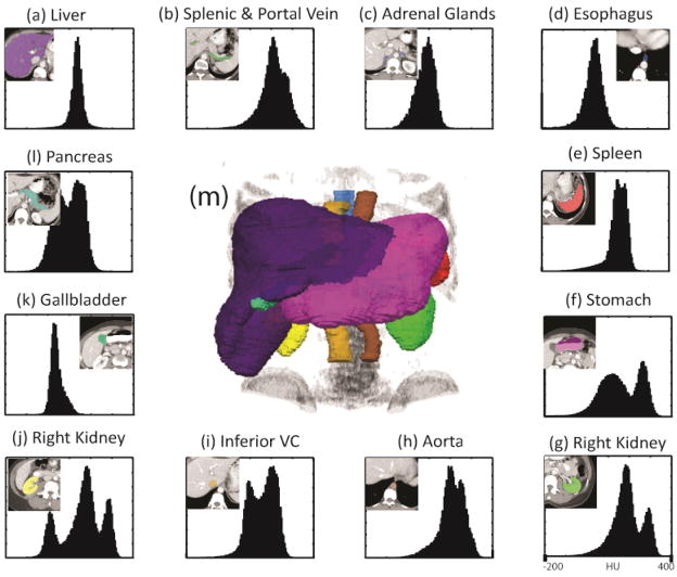 Intensity profiles and spatial distributions of 12 organs of interest (a–l) and a rendering of a manual segmentation (m). Note that the plotted ranges of the 12 intensity profiles are consistent, i.e., −200 ~ 400 Hounsfield unit (HU).