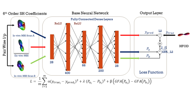 The base regression neural network is depicted in the center which describes the parameters of the fullyconnected dense layers with respective activation functions. The plot at left: Depicts three inputs where the center input comes from corresponding DW-MRI with histology. The other two are pairwise inputs from corresponding voxels of scanner 1.5T and 3T. The plot at right: Depicts the loss function which uses the hypothesis that the outcome/prediction should be same irrespective of the scanner gradient strength. 