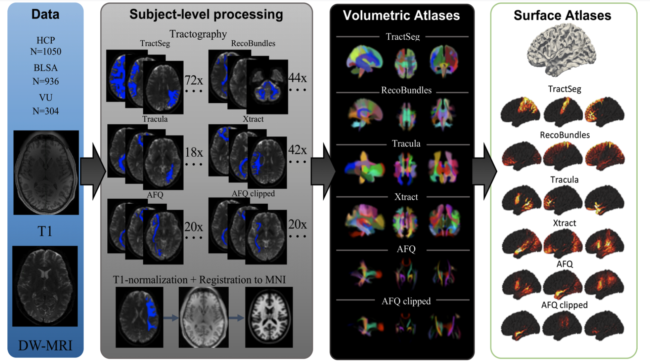 Experimental workflow and generation of Pandora atlases. Data from three repositories (HCP, BLSA, and VU) were curated. Subject-level processing includes tractography and registration to MNI space. Volumetric atlases for each set of bundle definitions is created by population-averaging in standard space. Point clouds are displayed which allow qualitative visualization of probability densities of a number of fiber pathways. Finally, surface atlases are created by assigning indices to the vertices of the MNI template white matter/gray matter boundary.