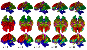 White matter clusters identified by the hierarchical clustering are consistent with well understood anatomical definitions. The number of clusters at a hierarchical level are equal to the hierarchical level. At the lower hierarchical levels (left) the regions correspond closely to the lobe regions. As the hierarchical level increases, regions are identified that are consistent with sensory and motor function regions (right).