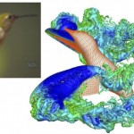 The Luo group uses computational fluid dynamics to understand the efficient propulsion and rapid maneuver techniques employed by animals in nature.