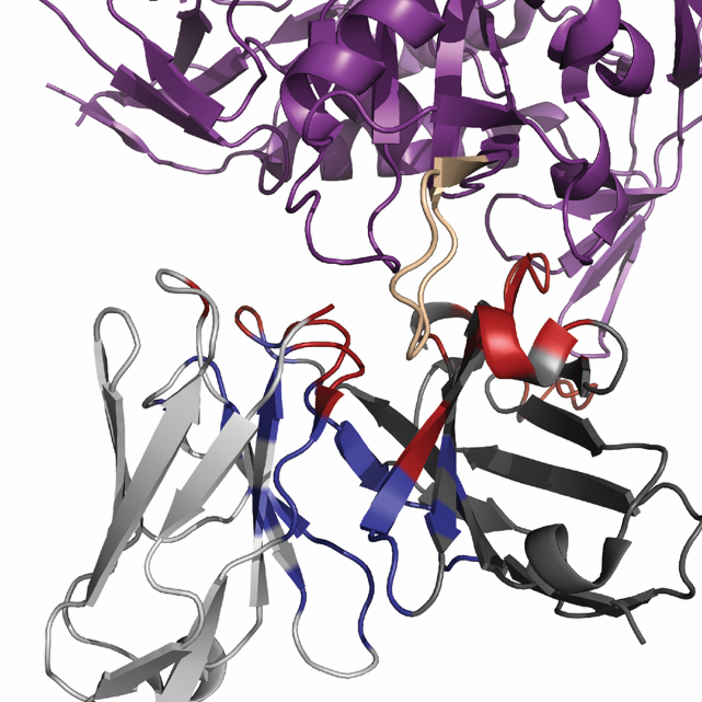 Figure 1. The ternary nature of antibody/Antigen interfaces. Cartoon representation of antibody-antigen and HC/LC interface using VRC03 and 93TH057 gp120 (PDBID:3SE8). The gp120 is shown in purple, the V5 loop is shown in yellow, the heavy chain is shown in dark grey, and the light chain is shown light grey. The paratope was defined as residues within a Cβ-Cβ cutoff of 8 Å or a pair of non-hydrogen atoms within 5.5 Å across the antibody/antigen interface, and is shown in red. The HC/LC interface was defined using the same interface parameters but excludes residues that are included in the paratope and is shown in blue. 