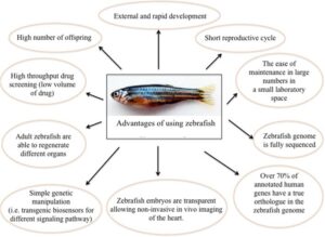 advantages of zebrafish