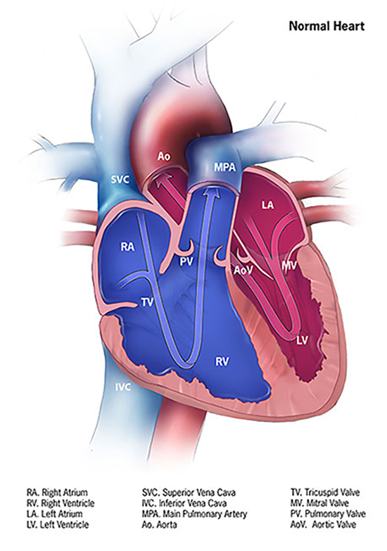 normal heart flow