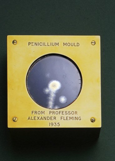 A  penicillium mould, mounted in a glazed wooden box belonging to bacteriologist Alexander Fleming fetched a high price at a Christie's auction Friday July 11 1997.The Science Museum paid 14,950 pounds ( about dlrs 25,300) for the specimen,which led to the discovery of penicillin.(AP PHOTO/PA)*UNITED KINGDOM OUT*