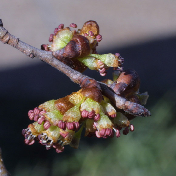 Winter in the Arboretum | Vanderbilt Arboretum Blog | Vanderbilt University